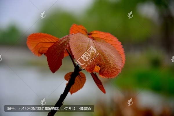 樹葉