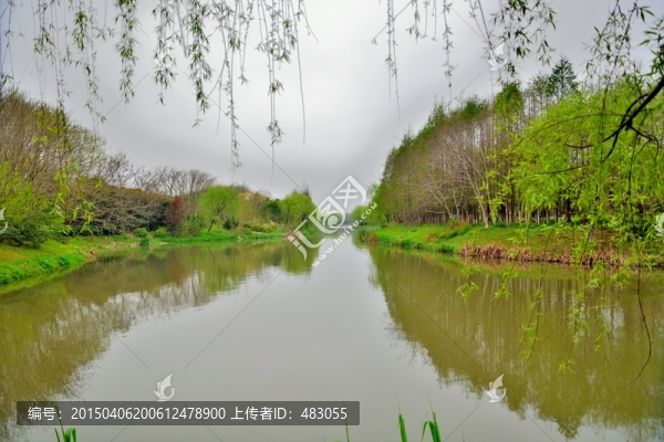顧村公園