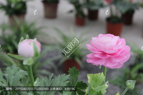 春天的花朵