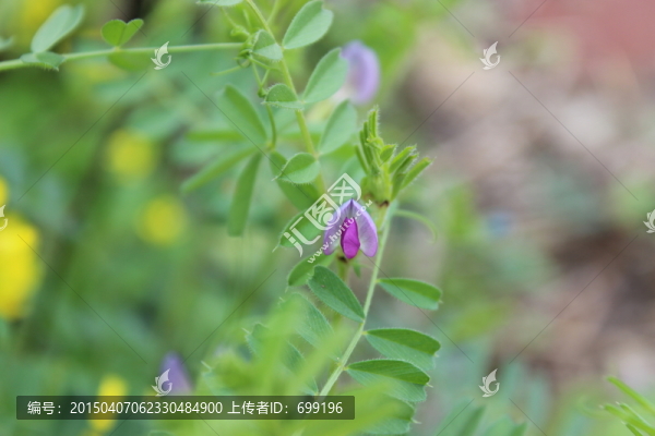 野草花