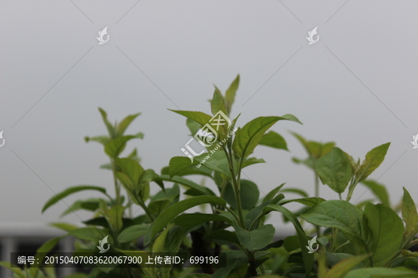 綠色的植物