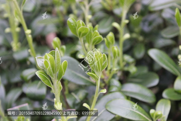 春天的小草