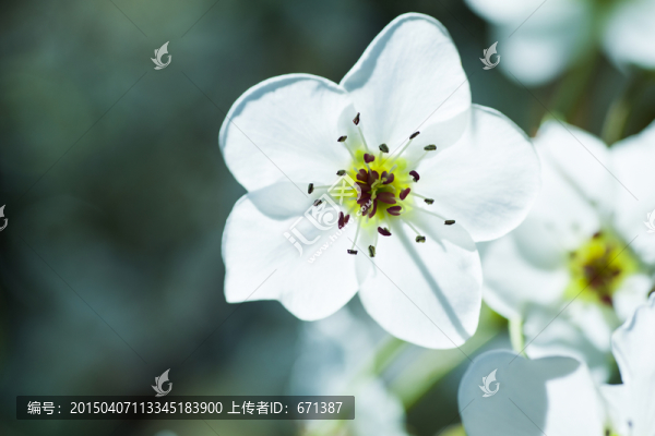 清晨的花朵