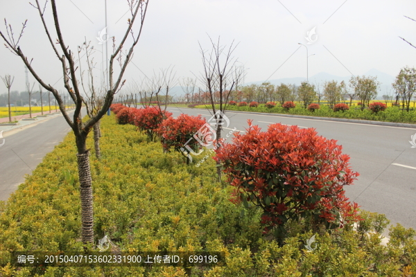 公路旁的紅花樹(shù)