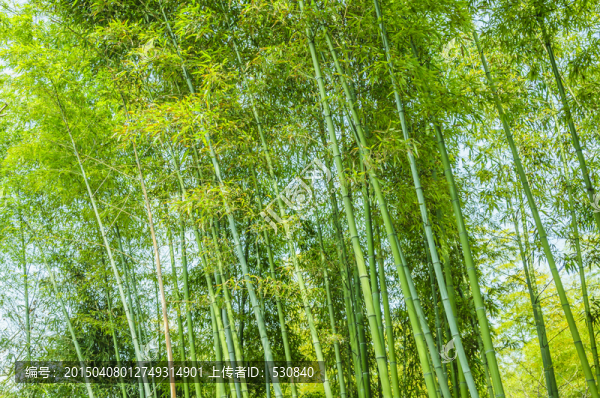 竹林