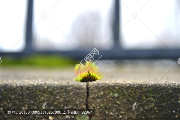 苔蘚