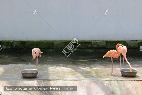 白鶴