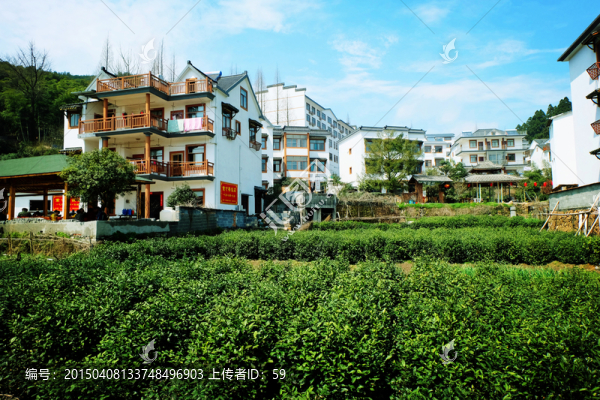 農(nóng)家樂,茶園