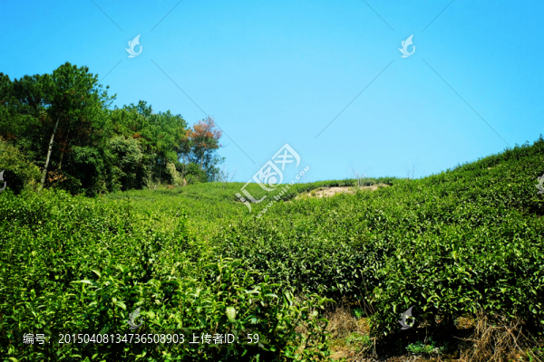 唯美,茶園