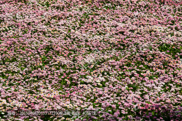 小花