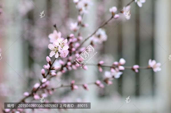 tif,高清,窗前桃花