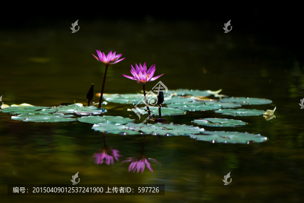 蓮花倒影