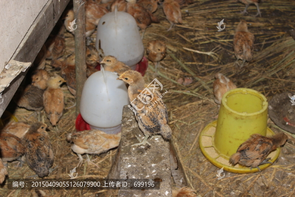 小雞群