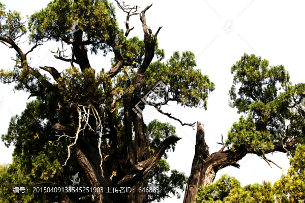 河南登封,古樹