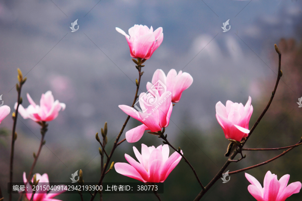 辛夷花