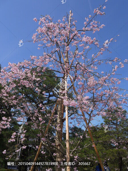 櫻花