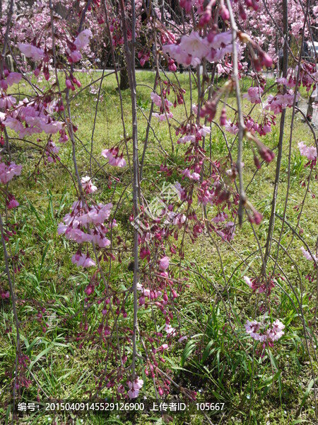 櫻花
