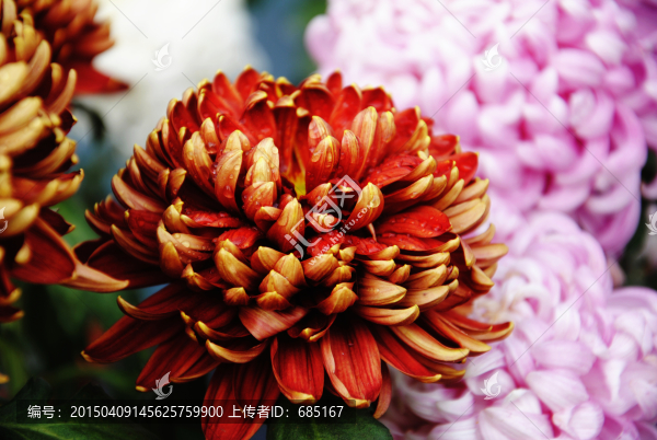 菊花