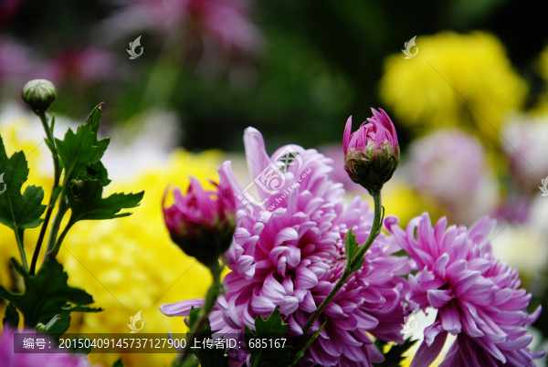 菊花
