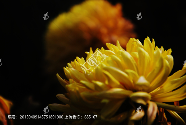 菊花