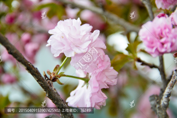 粉櫻花