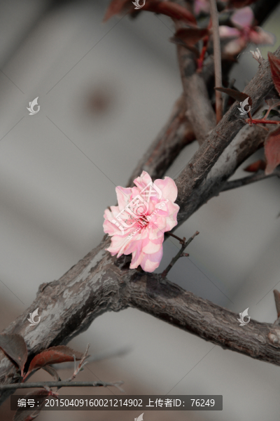 桃花嬌