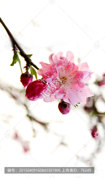 桃花一朵枝頭俏