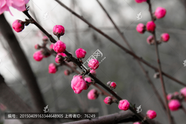 桃花花蕾特寫
