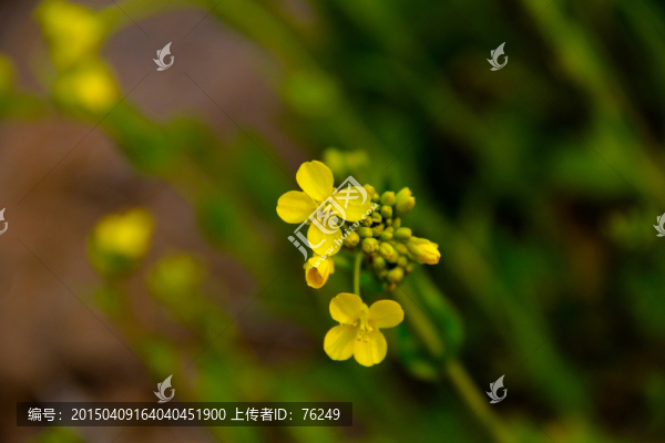 油菜花小意境