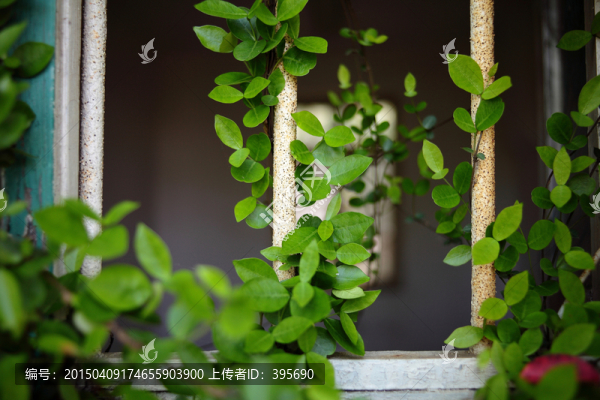 爬滿植物的窗戶