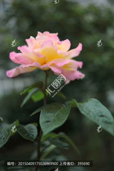 月季花