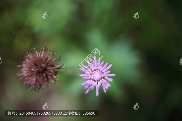 野花