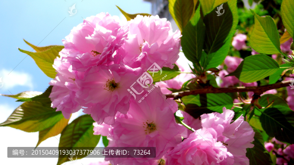 櫻花