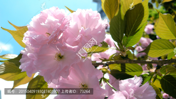 櫻花