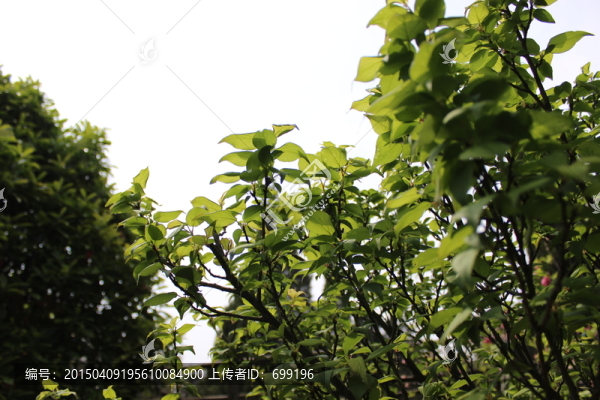 花木