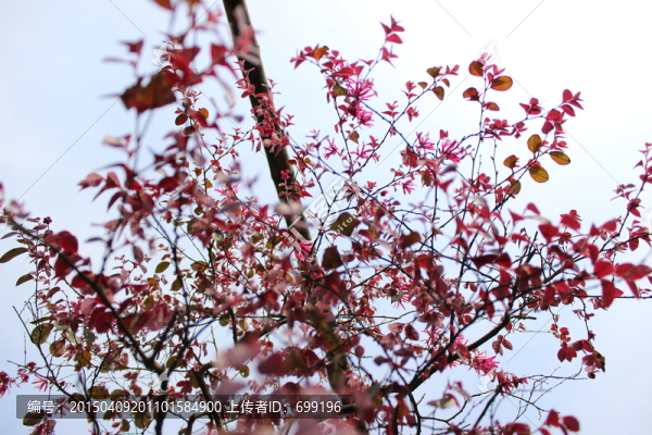花樹