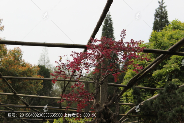 紅樹葉