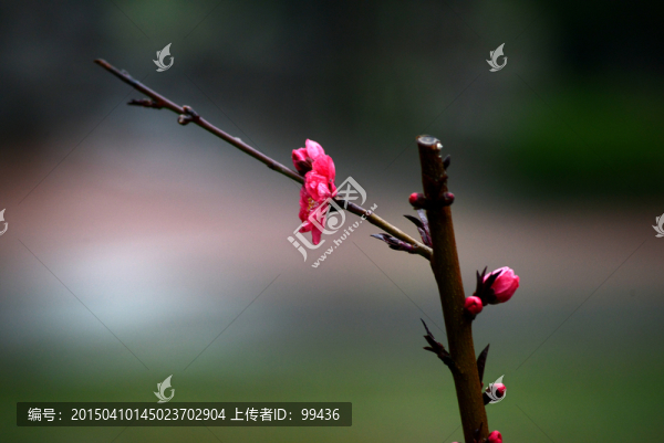 春梅花