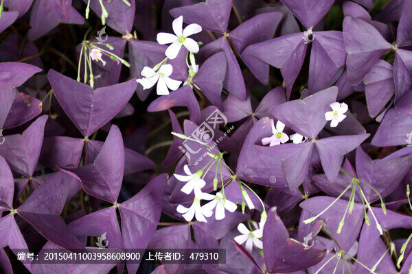 紫葉酢漿草