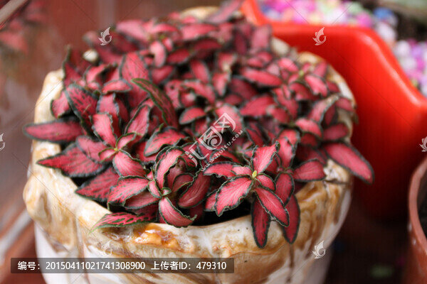 紅葉