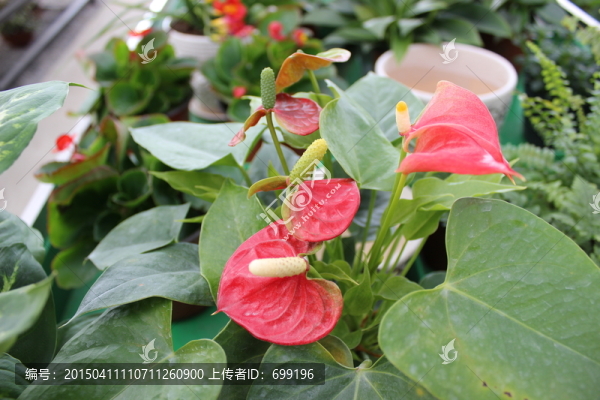 紅花