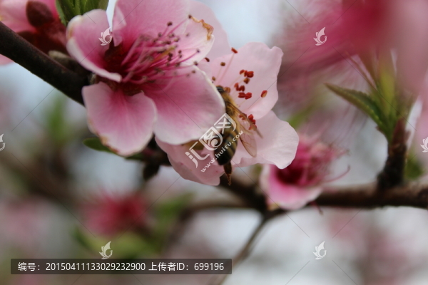 春天的桃花