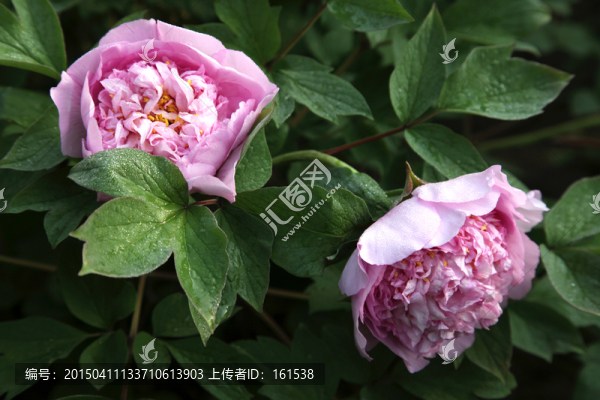 牡丹花
