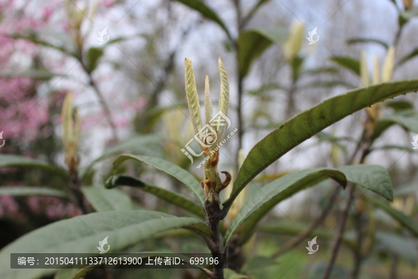 綠色的植物
