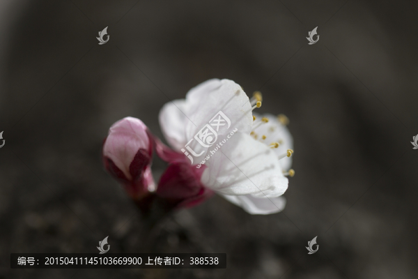 微距,晶瑩剔透的杏花