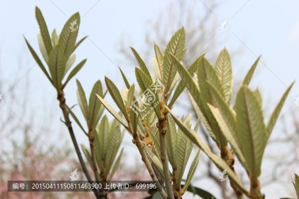 枇杷樹(shù)