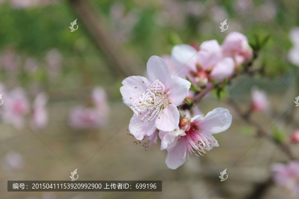 春天的桃花