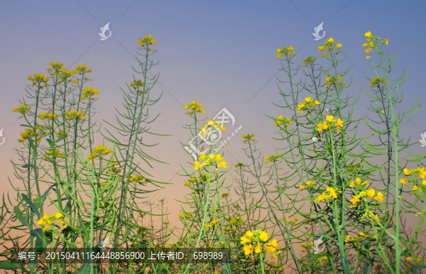 大鵬所城附近的油菜花