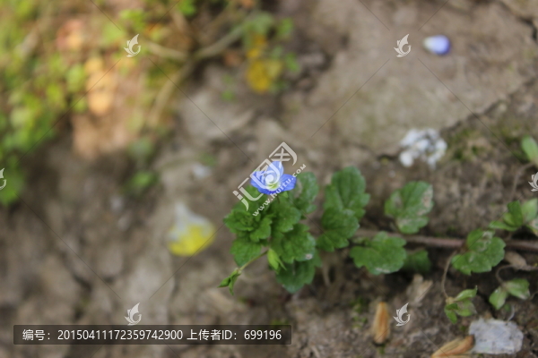 野草花