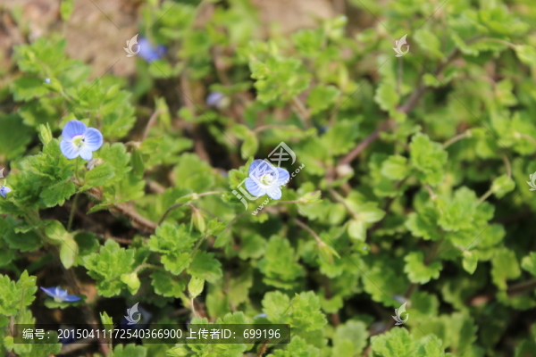 野草花